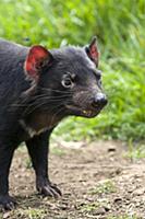 Tasmanian Devil (Sarcophilus harrisii), Bonorong W