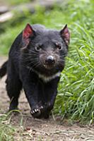 Tasmanian Devil (Sarcophilus harrisii), Bonorong W