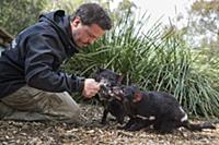 Tasmanian Devil (Sarcophilus harrisii) conservatio