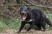 Tasmanian Devil (Sarcophilus harrisii) in defensiv