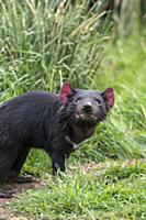 Tasmanian Devil (Sarcophilus harrisii), Bonorong W