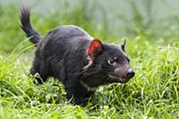 Tasmanian Devil (Sarcophilus harrisii), Bonorong W