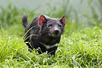 Tasmanian Devil (Sarcophilus harrisii), Bonorong W