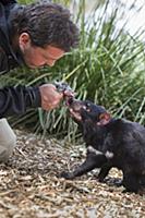 Tasmanian Devil (Sarcophilus harrisii) conservatio