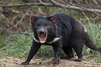 Tasmanian Devil (Sarcophilus harrisii) in defensiv