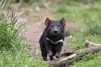 Tasmanian Devil (Sarcophilus harrisii), Bonorong W