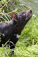 Tasmanian Devil (Sarcophilus harrisii) smelling ai