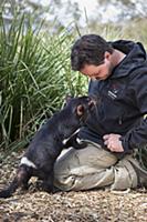 Tasmanian Devil (Sarcophilus harrisii) conservatio