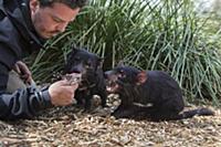 Tasmanian Devil (Sarcophilus harrisii) conservatio