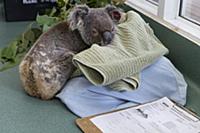 Koala (Phascolarctos cinereus) male sick with chla