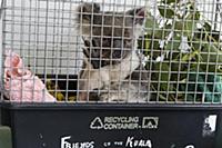 Koala (Phascolarctos cinereus) male sick with chla