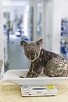 Koala (Phascolarctos cinereus) male with KoRv retr