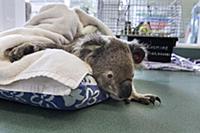 Koala (Phascolarctos cinereus) male sick with chla