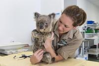 Koala (Phascolarctos cinereus) conservationist, Pa