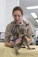 Koala (Phascolarctos cinereus) koala with KoRv ret