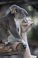 Koala (Phascolarctos cinereus) female named Sue si