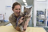 Koala (Phascolarctos cinereus) sick with KoRv retr