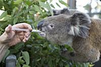 Koala (Phascolarctos cinereus) female named Sue si