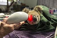 Koala (Phascolarctos cinereus) sick with chlamydia