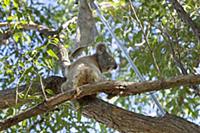 Koala (Phascolarctos cinereus) female sick with ch