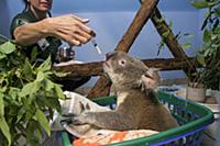 Koala (Phascolarctos cinereus) male sick with knee