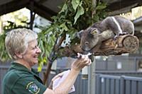 Koala (Phascolarctos cinereus) female named Sue si