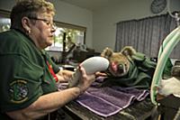 Koala (Phascolarctos cinereus) sick with chlamydia