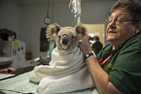 Koala (Phascolarctos cinereus) being treated for c