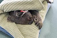 Koala (Phascolarctos cinereus) being treated for c