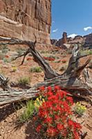 Paintbrush (Castilleja sp) flowers, Arches Nationa