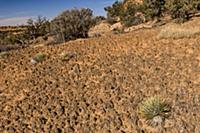 Dwarf Harriman’s Yucca (Yucca harrimaniae) in cryp