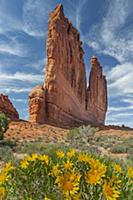 Mule-ears (Wyethia amplexicaulis) flowers at the T