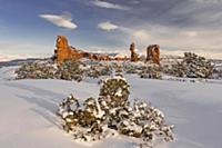 Western Juniper (Juniperus occidentalis) trees and