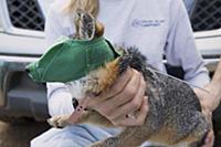 Santa Catalina Island Fox (Urocyon littoralis cata