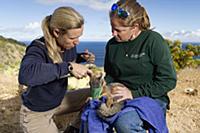 Santa Catalina Island Fox (Urocyon littoralis cata