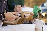 Santa Catalina Island Fox (Urocyon littoralis cata