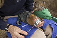 Santa Catalina Island Fox (Urocyon littoralis cata