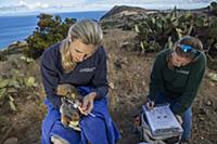 Santa Catalina Island Fox (Urocyon littoralis cata