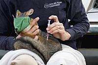 Santa Catalina Island Fox (Urocyon littoralis cata