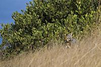 Santa Catalina Island Fox (Urocyon littoralis cata