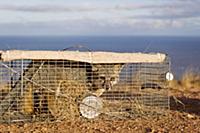 Santa Catalina Island Fox (Urocyon littoralis cata