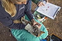 Santa Catalina Island Fox (Urocyon littoralis cata