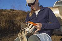 Santa Catalina Island Fox (Urocyon littoralis cata