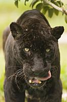 Jaguar (Panthera onca) melanistic individual, also