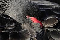 Black Swan (Cygnus atratus) adult, head, resting h