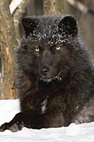 Gray Wolf (Canis lupus) melanistic individual rest