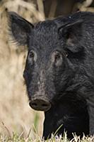 Wild Boar (Sus scrofa), central Florida