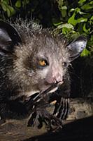 Aye-aye (Daubentonia madagascariensis) one of the 