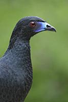 Black Guan (Chamaepetes unicolor), Costa Rica