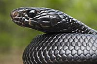 Eastern Indigo Snake (Drymarchon corais couperi) j